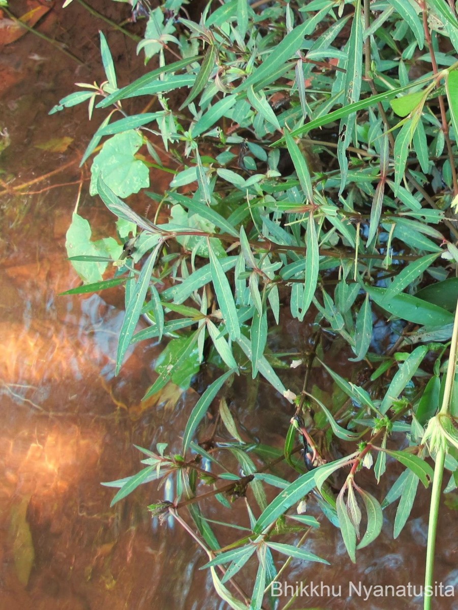 Hygrophila ringens (L.) R.Br. ex Spreng.